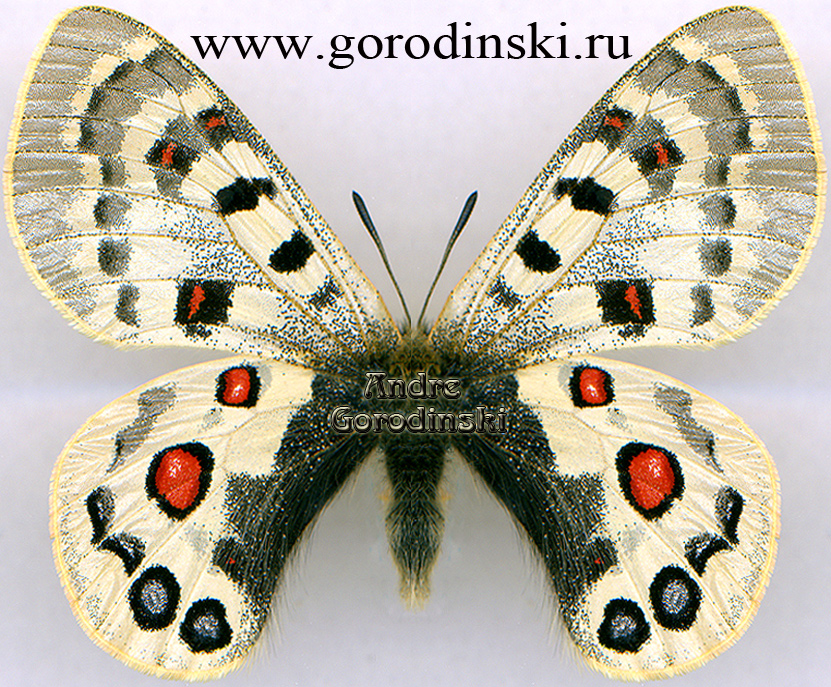 http://www.gorodinski.ru/papilionidae/Parnassius szechenyii lethe.jpg